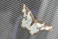 Lomaspilis marginata