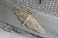 Patania ruralis