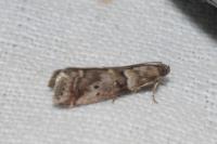 Acrobasis consociella