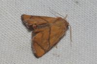 Apoda limacodes