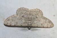 Hypomecis punctinalis