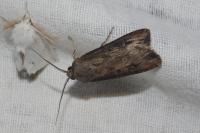 Agrotis ipsilon