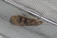 Nomophila noctuella