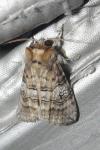 Tethea ocularis
