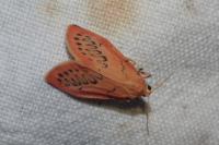 Miltochrista miniata