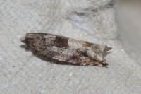 Rhopobota naevana
