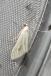 Sitochroa palealis
