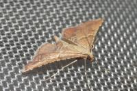 Endotricha flammealis