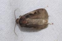 Xestia c-nigrum