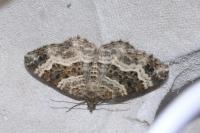 Epirrhoe alternata