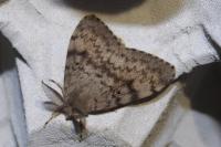 Lymantria dispar