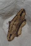 Menophra abruptaria
