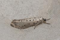 Yponomeuta