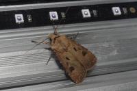 Agrotis exclamationis