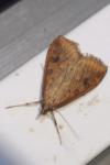 Udea ferrugalis