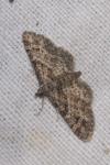 Gymnoscelis rufifasciata