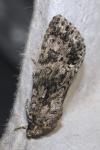 Acronicta rumicis