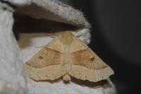 Crocallis elinguaria
