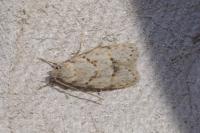 Symmoca signatella