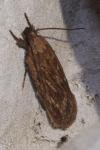 Depressaria