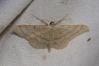 Idaea aversata