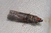 Acrobasis advenella