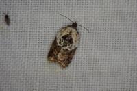 Acleris variegana