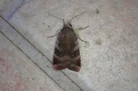 Noctua janthe/janthina