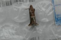 Acrobasis marmorea