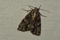 Acronicta rumicis