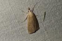 Calamotropha paludella
