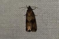 Celypha striana