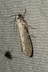 Yponomeuta