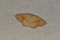 Cyclophora punctaria