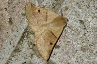 Crocallis elinguaria
