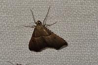 Endotricha flammealis