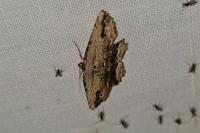 Menophra abruptaria