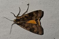 Noctua pronuba
