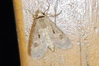 Agrotis exclamationis