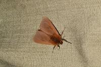 Phragmatobia fuliginosa