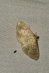 Patania ruralis