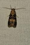 Euzophera pinguis