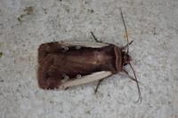 Ochropleura plecta