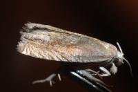 Eucosma gr. hohenwartiana