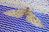 Eupithecia dodoneata