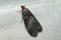 Acrobasis advenella
