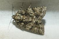 Acronicta rumicis