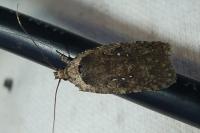 Agonopterix ciliella/heracliana