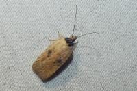 Agonopterix subpropinquella
