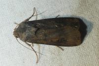 Agrotis ipsilon